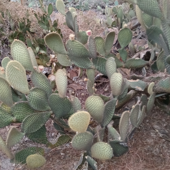 Prickly Pear pad - Picture 4 of 7
